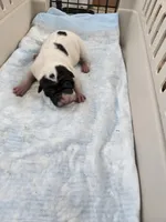 Milk dud, a male Chinese Shar-Pei for sale in Rochester, NY – Photo 8 of 10