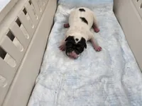 Milk dud, a male Chinese Shar-Pei for sale in Rochester, NY – Photo 4 of 10