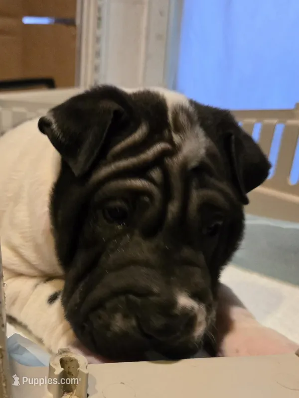 Milk dud, a male Chinese Shar-Pei for sale in Rochester, NY – Photo 1 of 9