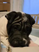 Milk dud, a male Chinese Shar-Pei for sale in Rochester, NY – Photo 1 of 9