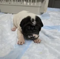 Milk dud, a male Chinese Shar-Pei for sale in Rochester, NY – Photo 10 of 10