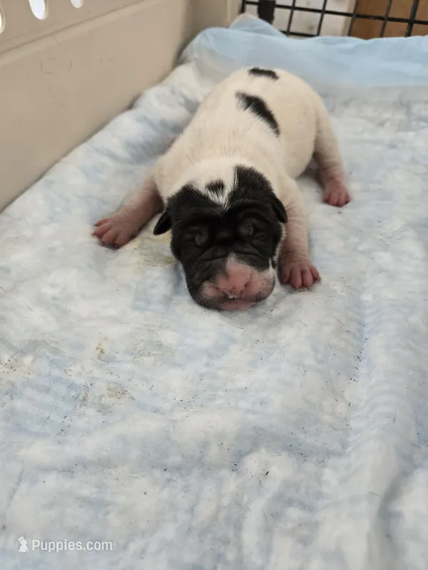 Milk dud, a male Chinese Shar-Pei for sale in Rochester, NY – Photo 1 of 10