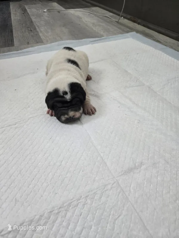 Milk dud – Chinese Shar-Pei puppy for sale in Rochester, NY