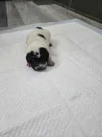 Milk dud, a male Chinese Shar-Pei for sale in Rochester, NY – Photo 1 of 10