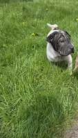 Milk dud, a male Chinese Shar-Pei for sale in Rochester, NY – 3 of 4
