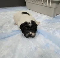 Milk dud, a male Chinese Shar-Pei for sale in Rochester, NY – Photo 8 of 10