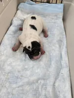 Milk dud, a male Chinese Shar-Pei for sale in Rochester, NY – Photo 7 of 10