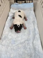 Milk dud, a male Chinese Shar-Pei for sale in Rochester, NY – Photo 10 of 10