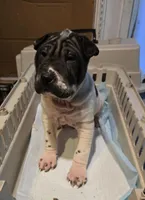 Milk dud, a male Chinese Shar-Pei for sale in Rochester, NY – Photo 4 of 9