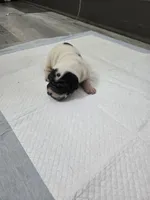 Milk dud, a male Chinese Shar-Pei for sale in Rochester, NY – Photo 3 of 10