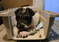 Milk dud, a male Chinese Shar-Pei for sale in Rochester, NY – Photo 7 of 9