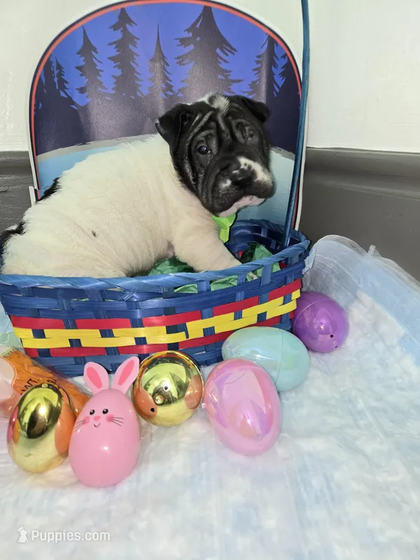 Milk dud – Chinese Shar-Pei puppy for sale in Rochester, NY