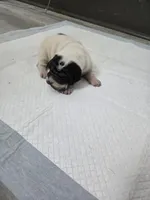 Milk dud, a male Chinese Shar-Pei for sale in Rochester, NY – Photo 5 of 10