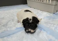 Milk dud, a male Chinese Shar-Pei for sale in Rochester, NY – Photo 6 of 10