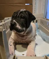 Milk dud, a male Chinese Shar-Pei for sale in Rochester, NY – Photo 3 of 9