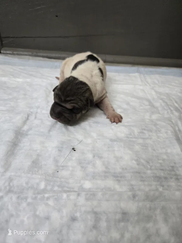 Poka dot  – Chinese Shar-Pei puppy for sale in Rochester, NY