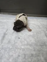 Poka dot , a female Chinese Shar-Pei for sale in Rochester, NY – 1 of 7