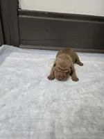 Orange pop, a male Chinese Shar-Pei for sale in Rochester, NY – 4 of 7