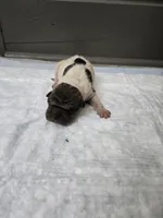 Poka dot , a female Chinese Shar-Pei for sale in Rochester, NY – 6 of 7
