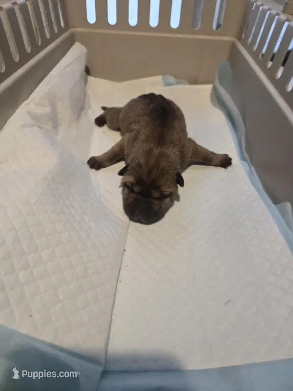 Muddy water – Chinese Shar-Pei puppy for sale in Rochester, NY