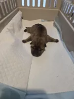 Muddy water, a female Chinese Shar-Pei for sale in Rochester, NY – Photo 1 of 9