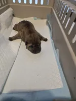 Muddy water, a female Chinese Shar-Pei for sale in Rochester, NY – Photo 3 of 9