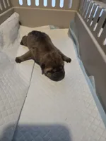 Muddy water, a female Chinese Shar-Pei for sale in Rochester, NY – Photo 5 of 9