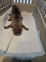 Muddy water, a female Chinese Shar-Pei for sale in Rochester, NY – Photo 7 of 9