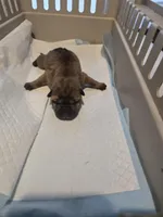 Muddy water, a female Chinese Shar-Pei for sale in Rochester, NY – Photo 2 of 9