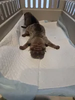 Muddy water, a female Chinese Shar-Pei for sale in Rochester, NY – Photo 9 of 9