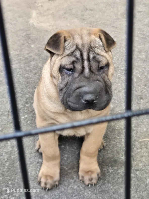 Big mamma  – Chinese Shar-Pei puppy for sale in Rochester, NY