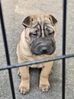 Big mamma , a female Chinese Shar-Pei for sale in Rochester, NY – 1 of 10