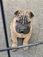 Big mamma , a female Chinese Shar-Pei for sale in Rochester, NY – 2 of 10