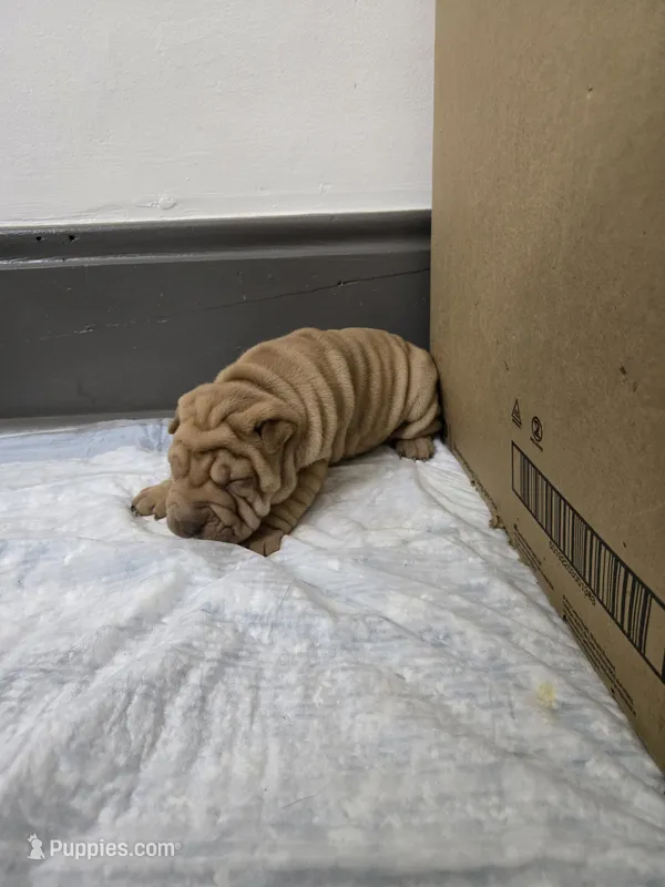 Orange pop – Chinese Shar-Pei puppy for sale in Rochester, NY