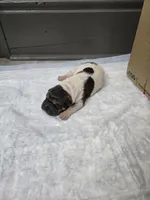 Trident , a male Chinese Shar-Pei for sale in Rochester, NY – 7 of 10