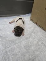Trident , a male Chinese Shar-Pei for sale in Rochester, NY – 6 of 10
