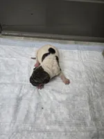 Poka dot , a female Chinese Shar-Pei for sale in Rochester, NY – 4 of 7