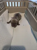 Saki, a female Chinese Shar-Pei for sale in Rochester, NY – Photo 4 of 9