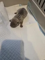 Saki, a female Chinese Shar-Pei for sale in Rochester, NY – Photo 9 of 9