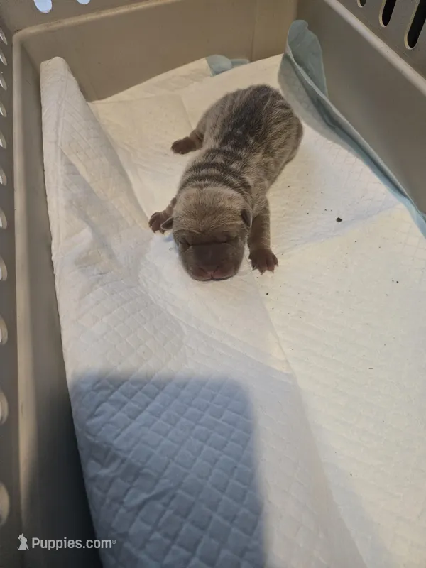 Saki – Chinese Shar-Pei puppy for sale in Rochester, NY