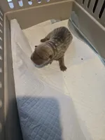 Saki, a female Chinese Shar-Pei for sale in Rochester, NY – Photo 6 of 9