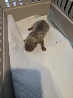 Saki, a female Chinese Shar-Pei for sale in Rochester, NY – Photo 2 of 9