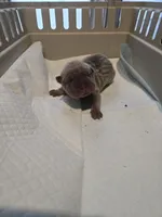 Saki, a female Chinese Shar-Pei for sale in Rochester, NY – Photo 7 of 9