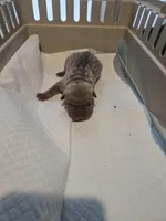 Saki, a female Chinese Shar-Pei for sale in Rochester, NY – Photo 5 of 9