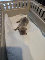 Saki, a female Chinese Shar-Pei for sale in Rochester, NY – Photo 3 of 9