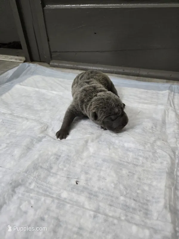 Blueberry pie – Chinese Shar-Pei puppy for sale in Rochester, NY