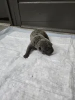 Blueberry pie, a female Chinese Shar-Pei for sale in Rochester, NY – 1 of 9