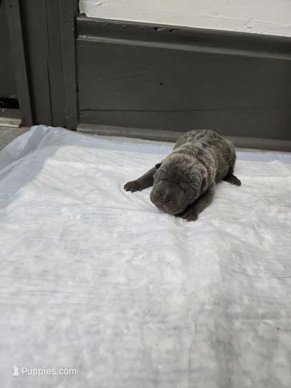 Blueberry pie – Chinese Shar-Pei puppy for sale in Rochester, NY