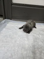Blueberry pie, a female Chinese Shar-Pei for sale in Rochester, NY – 3 of 9
