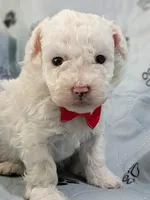 Einstein Teacup poodle, a male Poodle - Toy  for sale in Morris, MN – 3 of 7